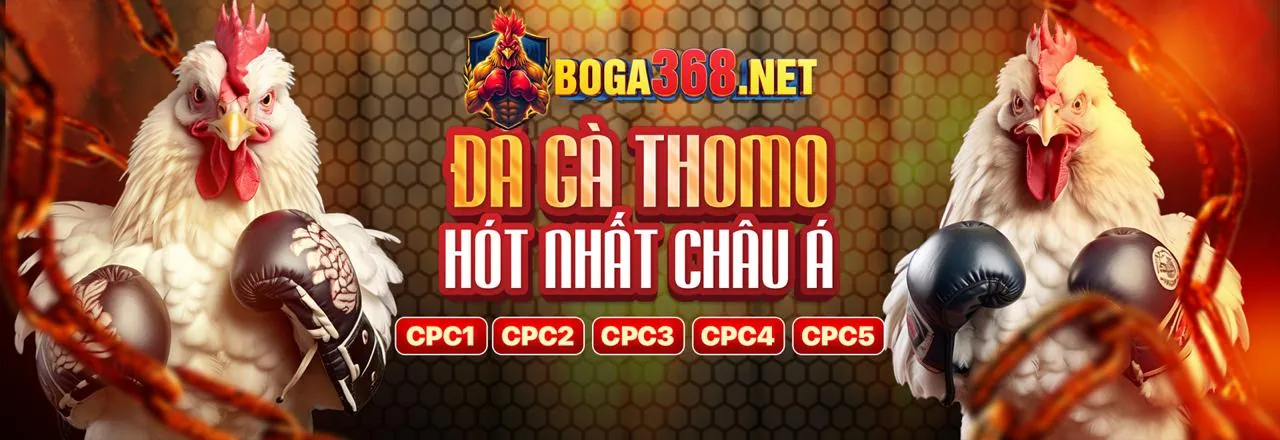 Đá gà qq188 bet - Trận đấu kịch tính
